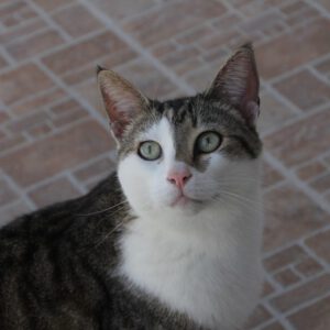 StanleyI