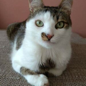 Darcy3