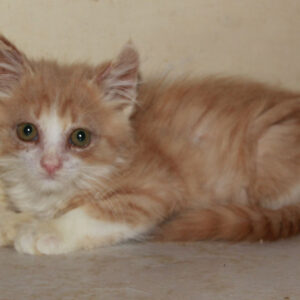 Jasper 1