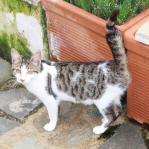 kiki