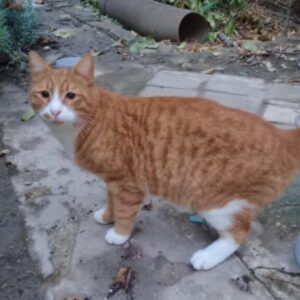 Gaston5