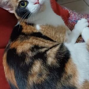 Mia4