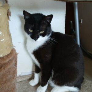 Mittens2